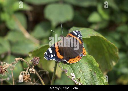 Amiral rouge, Vanessa atalanta, reposant sur un buisson de mûres Banque D'Images