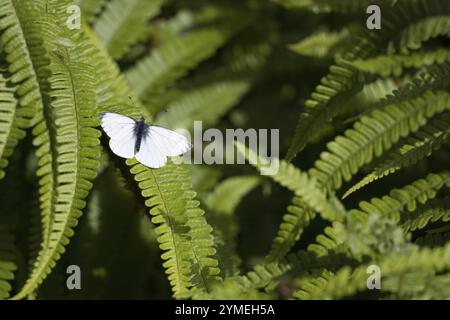 Petit Blanc, Pieris rapae, reposant sur une fougère sous le soleil printanier en Écosse Banque D'Images