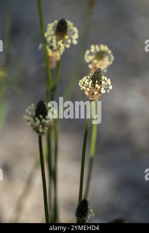 Plantain à feuilles étroites, Plantago lanceolata, floraison près de Bala au pays de Galles, Royaume-Uni, Europe Banque D'Images