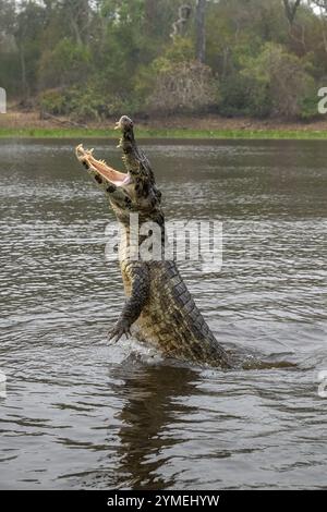 Caïman à lunettes (Caiman crocodilus yacara), crocodile (Alligatoridae), crocodile (Crocodylia), sauts hors de l'eau, Pantanal, intérieur des terres, zone humide, ONU Banque D'Images