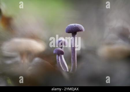 Récepteur d'améthyste (Laccaria amethystina), trois fructifications sur le sol forestier, Rhénanie du Nord-Westphalie, Allemagne, Europe Banque D'Images