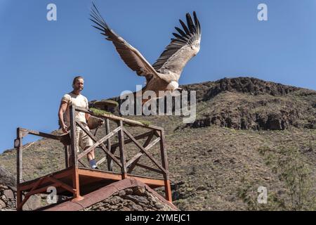 MASPALOMAS, GRANDE CANARIE, ESPAGNE, 8 MARS : le Griffon Vulture eurasien prend son envol à Palmitos Park, Maspalomas, Grande Canarie, Îles Canaries, Espagne Banque D'Images