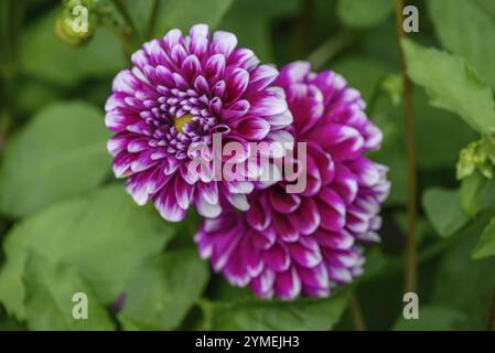 Deux fleurs de dahlia roses aux couleurs intenses et aux feuilles vertes, Burlo, muensterland, allemagne Banque D'Images