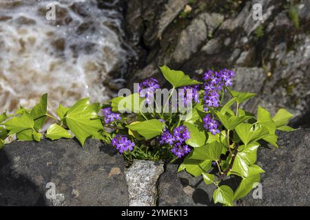 Fairy Foxglove, Erinus alpinus l, poussant parmi le lierre frais sur le vieux pont de pierre à Killin Écosse Banque D'Images