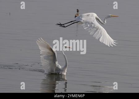 Ajmer, Inde. 19 novembre 2024. Egret survole le lac Ana Sagar un jour d'hiver à Ajmer, en Inde, le 19 novembre 2024. Photo de Himanshu Sharma/ABACAPRESS. COM Credit : Abaca Press/Alamy Live News Banque D'Images