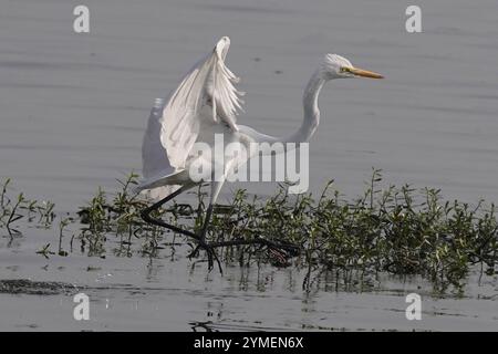 Ajmer, Inde. 19 novembre 2024. Egret survole le lac Ana Sagar un jour d'hiver à Ajmer, en Inde, le 19 novembre 2024. Photo de Himanshu Sharma/ABACAPRESS. COM Credit : Abaca Press/Alamy Live News Banque D'Images