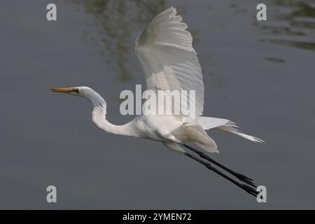 Ajmer, Inde. 19 novembre 2024. Egret survole le lac Ana Sagar un jour d'hiver à Ajmer, en Inde, le 19 novembre 2024. Photo de Himanshu Sharma/ABACAPRESS. COM Credit : Abaca Press/Alamy Live News Banque D'Images