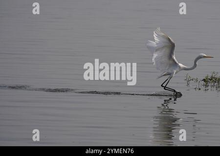 Ajmer, Inde. 19 novembre 2024. Egret survole le lac Ana Sagar un jour d'hiver à Ajmer, en Inde, le 19 novembre 2024. Photo de Himanshu Sharma/ABACAPRESS. COM Credit : Abaca Press/Alamy Live News Banque D'Images