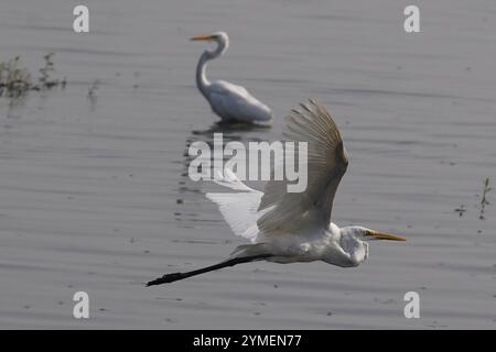 Ajmer, Inde. 19 novembre 2024. Egret survole le lac Ana Sagar un jour d'hiver à Ajmer, en Inde, le 19 novembre 2024. Photo de Himanshu Sharma/ABACAPRESS. COM Credit : Abaca Press/Alamy Live News Banque D'Images