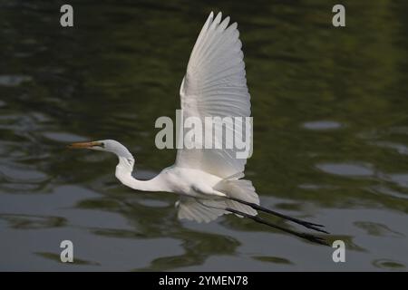 Ajmer, Inde. 19 novembre 2024. Egret survole le lac Ana Sagar un jour d'hiver à Ajmer, en Inde, le 19 novembre 2024. Photo de Himanshu Sharma/ABACAPRESS. COM Credit : Abaca Press/Alamy Live News Banque D'Images