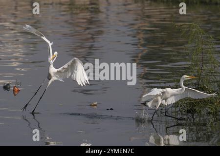 Ajmer, Inde. 19 novembre 2024. Egret survole le lac Ana Sagar un jour d'hiver à Ajmer, en Inde, le 19 novembre 2024. Photo de Himanshu Sharma/ABACAPRESS. COM Credit : Abaca Press/Alamy Live News Banque D'Images