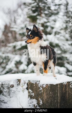 Chiot berger Shetland dans la neige Banque D'Images