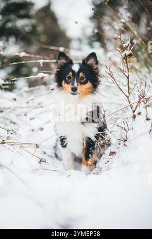 Chiot berger Shetland dans la neige Banque D'Images