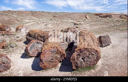 Grands troncs de bois pétrifié coloré le long du sentier Blue Mesa dans le parc national Petrified Forest, Arizona, États-Unis le 17 avril 2024. Banque D'Images