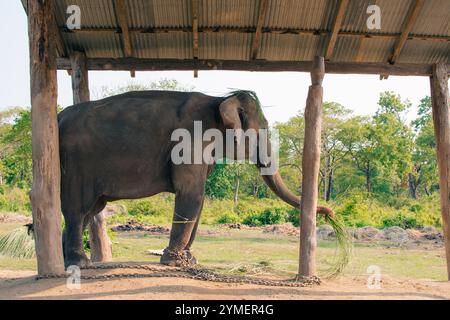 Éléphant reposant sur le sol dans le centre d'élevage des éléphants au parc national de Chitwan au Népal. Photo de haute qualité Banque D'Images