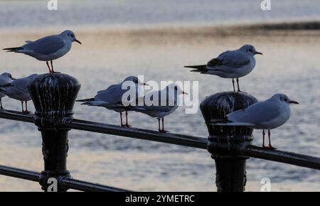 Belfast, Irlande du Nord, Royaume-Uni. 21 novembre 2024. Météo britannique – la vague de froid se poursuit. Un avertissement neige et glace est en place de 15h aujourd'hui à 10h demain (vendredi). Goélands à tête noire perchés sur une balustrade métallique sur les rives de la rivière Lagan dans la ville. Crédit : CAZIMB/Alamy Live News. Banque D'Images