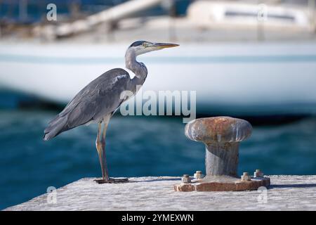 Héron gris (Ardea cinerea) debout dans le port sur le quai à côté d'une vieille borne rouillée Banque D'Images