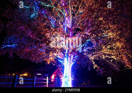 Hanovre, Allemagne. 21 novembre 2024. Un arbre est illuminé par une installation lumineuse dans le 'Christmas Garden Hannover'. Un chemin circulaire de près de deux kilomètres de long est décoré de nombreuses illuminations au zoo d'aventure de Hannover. Crédit : Alicia Windzio/dpa/Alamy Live News Banque D'Images