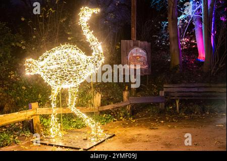 Hanovre, Allemagne. 21 novembre 2024. Une installation lumineuse en forme de bouquet, prise dans le 'Christmas Garden Hannover'. Un chemin circulaire de près de deux kilomètres de long est décoré de nombreuses illuminations au zoo d'aventure de Hannover. Crédit : Alicia Windzio/dpa/Alamy Live News Banque D'Images