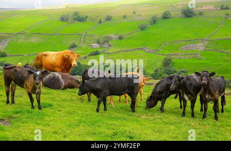 Un gros taureau de Limousin regarde au-dessus de tous les jeunes veaux qu'il a engendrés, face à droite dans une prairie d'été luxuriante et verte, Yorkshire Dales, Royaume-Uni. H Banque D'Images