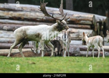 Damwild Brunft-Höhepunkt Damwild Ende Oktober, Brunft Damwild zum Brunfthöhepunkt *** cerfs en jachère crête des cerfs en jachère fin octobre, automne Banque D'Images
