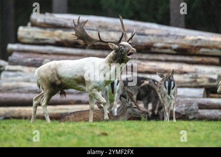 Damwild Brunft-Höhepunkt Damwild Ende Oktober, Brunft Damwild zum Brunfthöhepunkt *** cerfs en jachère crête des cerfs en jachère fin octobre, automne Banque D'Images