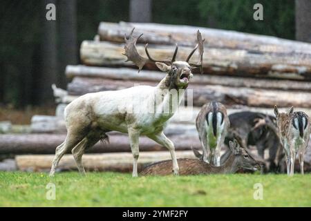 Damwild Brunft-Höhepunkt Damwild Ende Oktober, Brunft Damwild zum Brunfthöhepunkt *** cerfs en jachère crête des cerfs en jachère fin octobre, automne Banque D'Images