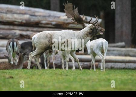 Damwild Brunft-Höhepunkt Damwild Ende Oktober, Brunft Damwild zum Brunfthöhepunkt *** cerfs en jachère crête des cerfs en jachère fin octobre, automne Banque D'Images