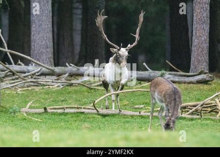 Damwild Brunft-Höhepunkt Damwild Ende Oktober, Brunft Damwild zum Brunfthöhepunkt *** cerfs en jachère crête des cerfs en jachère fin octobre, automne Banque D'Images
