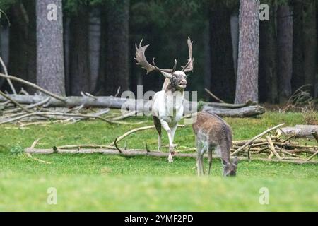 Damwild Brunft-Höhepunkt Damwild Ende Oktober, Brunft Damwild zum Brunfthöhepunkt *** cerfs en jachère crête des cerfs en jachère fin octobre, automne Banque D'Images