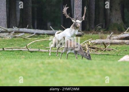 Damwild Brunft-Höhepunkt Damwild Ende Oktober, Brunft Damwild zum Brunfthöhepunkt *** cerfs en jachère crête des cerfs en jachère fin octobre, automne Banque D'Images