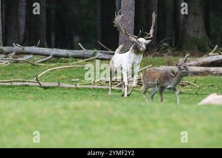 Damwild Brunft-Höhepunkt Damwild Ende Oktober, Brunft Damwild zum Brunfthöhepunkt *** cerfs en jachère crête des cerfs en jachère fin octobre, automne Banque D'Images