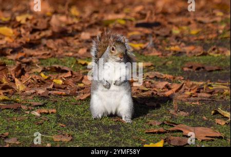 Londres, Royaume-Uni. 20 novembre 2024. Un écureuil gris cherche des noix parmi les feuilles tombées dans un parc. Crédit : Vuk Valcic/Alamy Banque D'Images