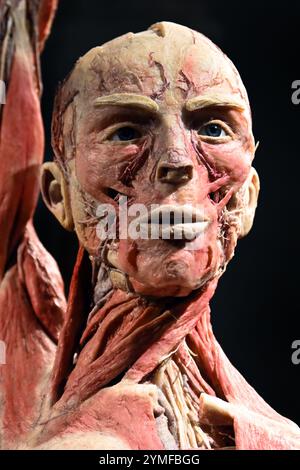 Budapest, Hongrie - 5 février 2023 - Headshot du corps humain de l'exposition Body Worlds Banque D'Images