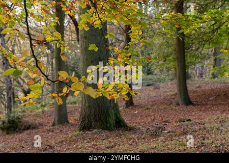 Arbres à feuilles caduques d'automne dans les bois sur Shipley Glen dans le Yorkshire. Cette ancienne forêt est également connue sous le nom de Walker Wood et Midgeley Wood. Banque D'Images