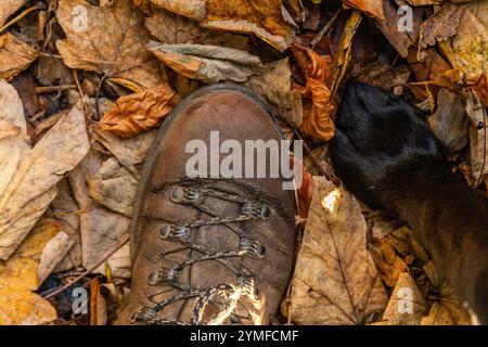 Une patte de chien à côté d'un pied humain portant une botte de marche debout dans les feuilles d'automne. Banque D'Images