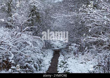 Un sentier à travers les arbres d'hiver dans le Yorkshire. Le sentier passe sous les branches d'arbres en surplomb couvertes de neige. Banque D'Images