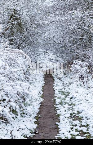 Un sentier à travers les arbres d'hiver dans le Yorkshire. Le sentier passe sous les branches d'arbres en surplomb couvertes de neige. Banque D'Images