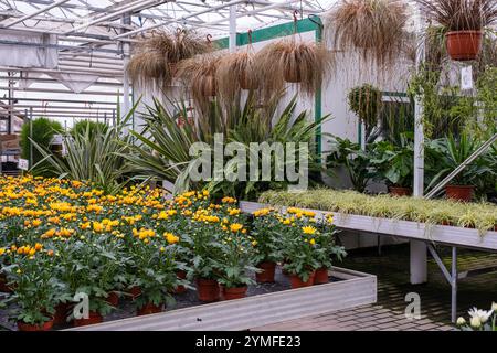 Un intérieur de serre vibrant présentant des fleurs jaunes en pot, des plantes suspendues et une végétation luxuriante variée dans un arrangement décoratif. Banque D'Images