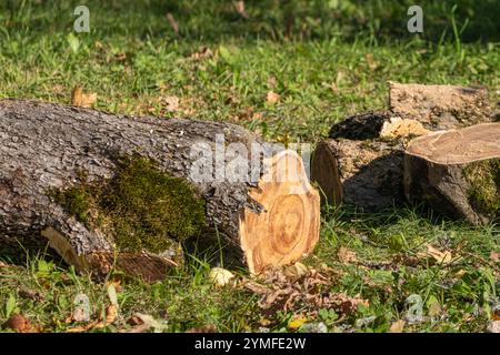 Bûche d'arbre tombée avec écorce couverte de mousse et grain de bois exposé, couchée sur un sol herbeux au milieu de feuilles d'automne éparpillées au soleil. Banque D'Images