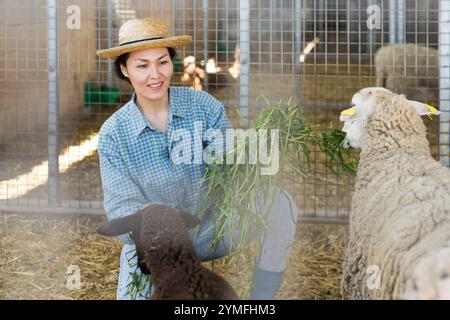 Femme asiatique souriante éleveuse nourrissant des moutons Banque D'Images