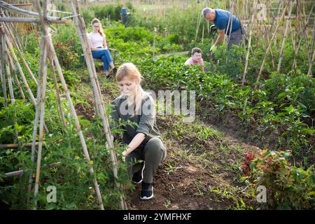 Femme fixant des plants de tomate sur des supports sur une plaque végétale Banque D'Images