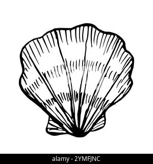 Illustration de dessin au trait de Shell. Vector Seashells dans le style noir et blanc. Dessin mollusque isolé sur fond blanc. Graphismes stylisés. Sous l'eau Illustration de Vecteur