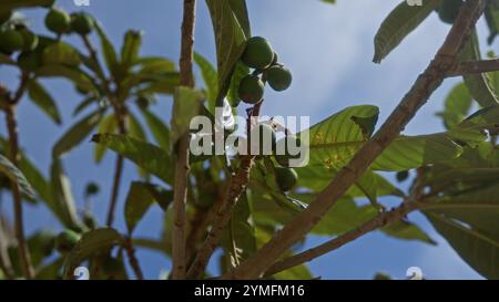 Gros plan d'un arbre loquat eriobotrya japonica portant des fruits verts sous le ciel ensoleillé des pouilles, en italie, mettant en valeur son feuillage et sa structure de branche. Banque D'Images