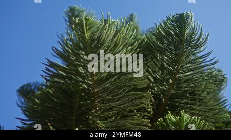 Gros plan des branches luxuriantes de pin de l'île de norfolk araucaria heterophylla contre un ciel bleu clair dans les pouilles, italie, mettant en évidence le feuillage verdoyant et o Banque D'Images