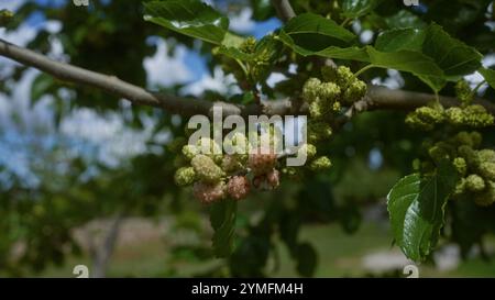 Gros plan d'un mûrier blanc morus alba avec des fruits mûrs et non mûrs, avec des feuilles vertes et des branches sous un ciel ensoleillé dans les pouilles, au sud de l'île Banque D'Images