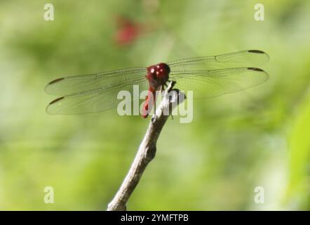 Skimmers tropicaux King (Orthemis) Banque D'Images