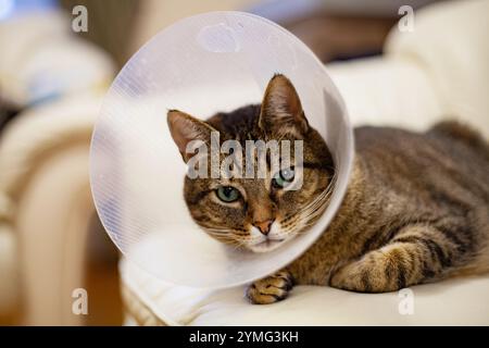 Un chat gris triste avec les yeux verts et le nez rose dans un cône postopératoire en plastique transparent Banque D'Images