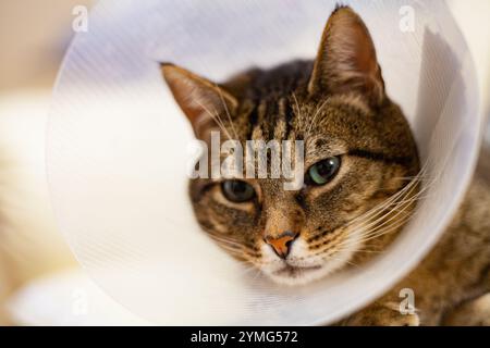 Un chat gris triste avec les yeux verts et le nez rose dans un cône postopératoire en plastique transparent Banque D'Images