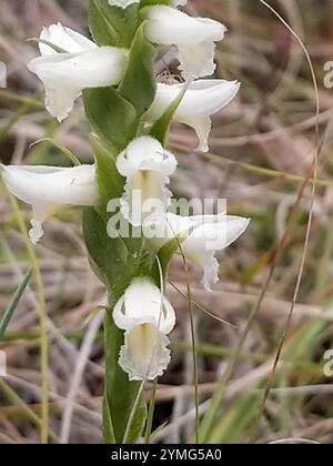 Tresses pour dames Great Plains (Spiranthes magnicamporum) Banque D'Images